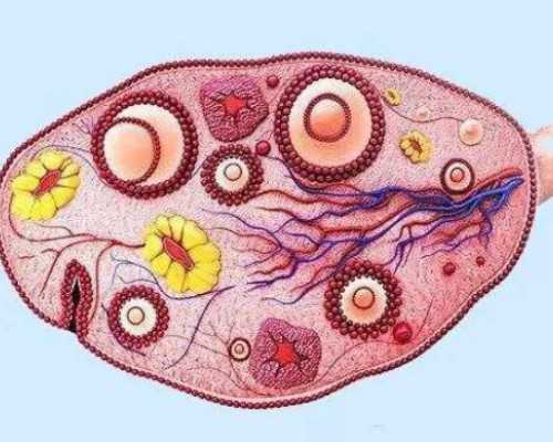 福建试管婴儿选男孩哪里好,福建陪产假7天合法不