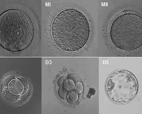 福建找人代怀孩子,福建龙岩试管婴儿代怀生子医院排名？附试管成功率费用参
